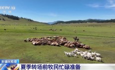 牛羊“徒步游” 阿勒泰地区夏季转场准备好了！